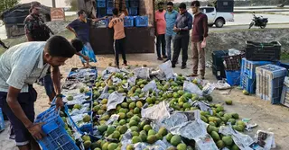 সাতক্ষীরায় ৩ হাজার কেজি অপরিপক্ক আম জব্দ